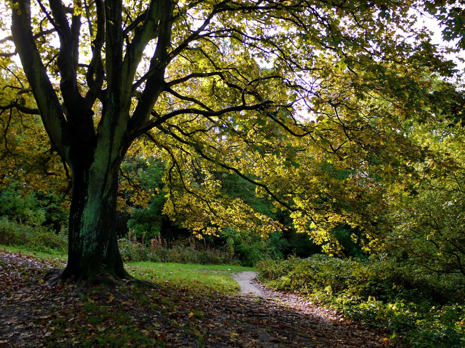 London Nature Walks Deliver Science-Backed Stress Relief Beyond Royal Parks